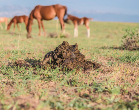 Manure composting information