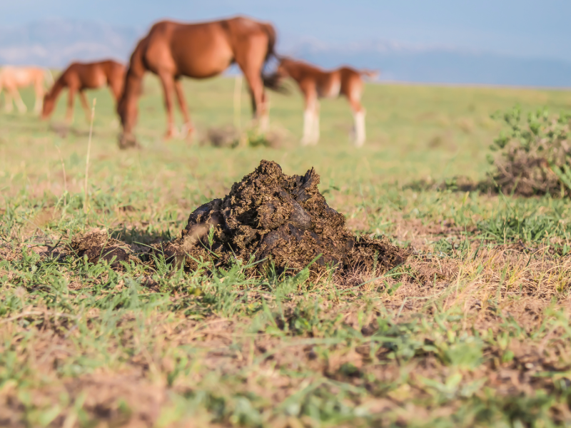 Manure composting information