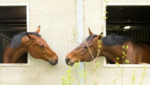 horse nose to nose contact can transmit diease