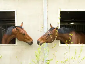horse nose to nose contact can transmit diease