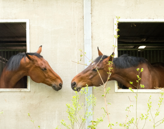 horse nose to nose contact can transmit diease