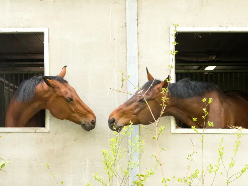 horse nose to nose contact can transmit diease
